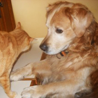 Ribambelle Animale garderie pension canine familiale pays lorient plouay