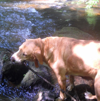 Ribambelle Animale garderie pension canine familiale pays lorient plouay