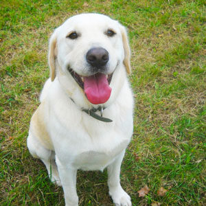 Ribambelle Animale garderie pension canine familiale pays lorient plouay