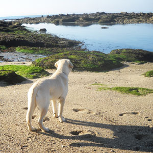 Ribambelle Animale garderie pension canine familiale pays lorient plouay